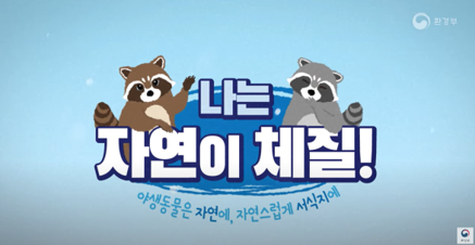 나 혼자 도심에 산다! 자연이 체질인 야생 라쿤의 힐링 라이프