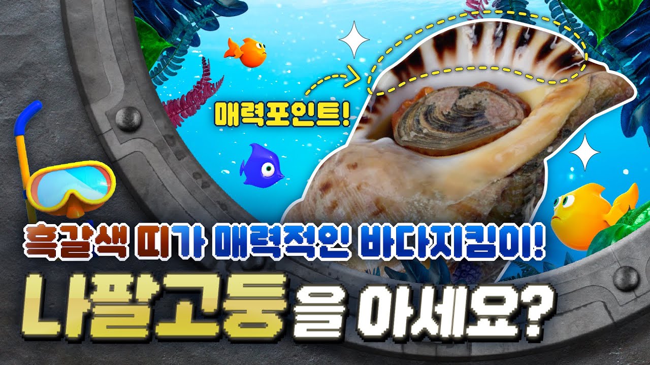 흑갈색 띠가 매력적인 바다 지킴이! 나팔고둥을 아세요?